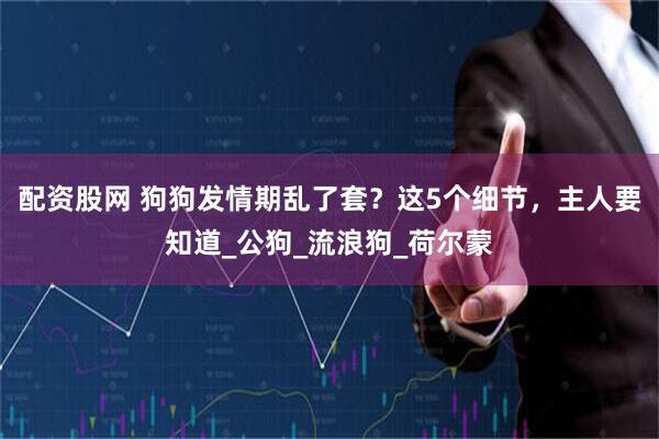 配资股网 狗狗发情期乱了套？这5个细节，主人要知道_公狗_流浪狗_荷尔蒙